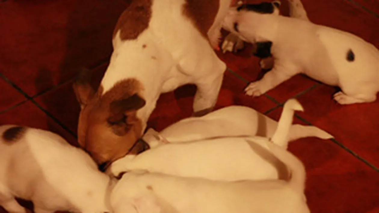 Uite ce catelusi simpatici are Dana Rogoz!