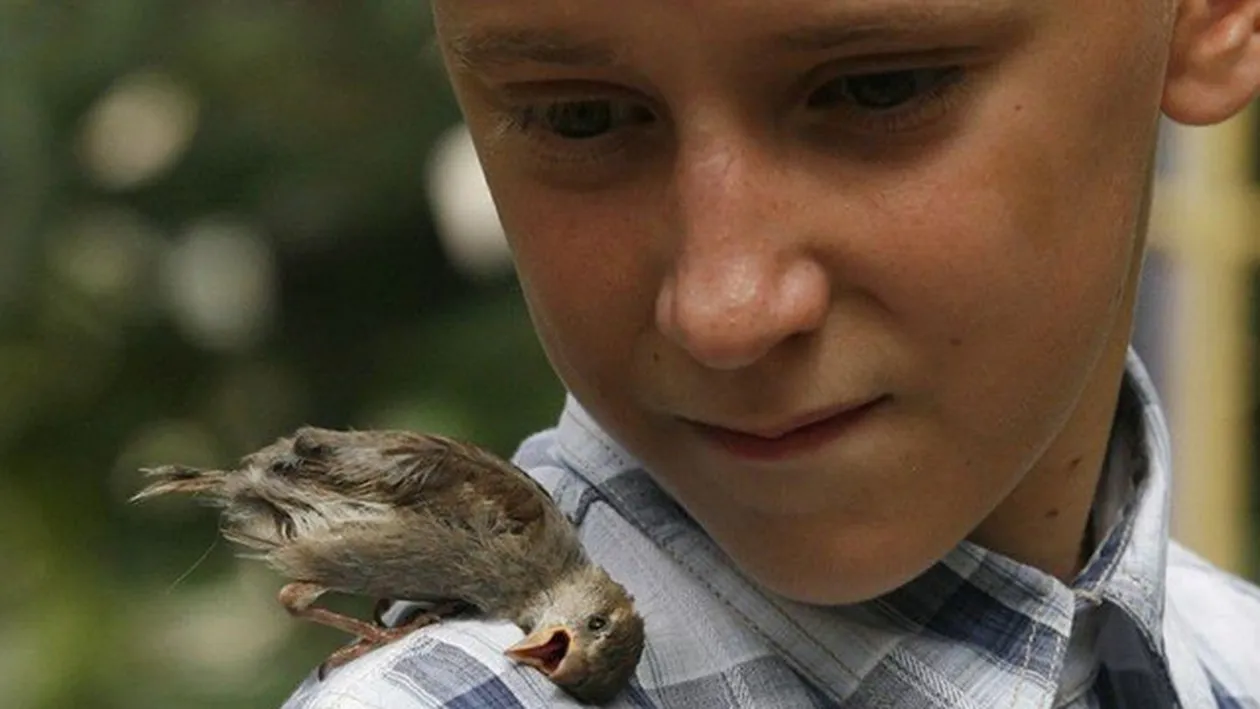 Ciudata prietenie dintre un baietel si ... o vrabie! Fac totul impreuna si nu stau niciun minut unul fara celalalt