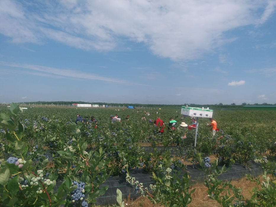 Afinele cultivate în Dolj și Olt ajung toate în Germania