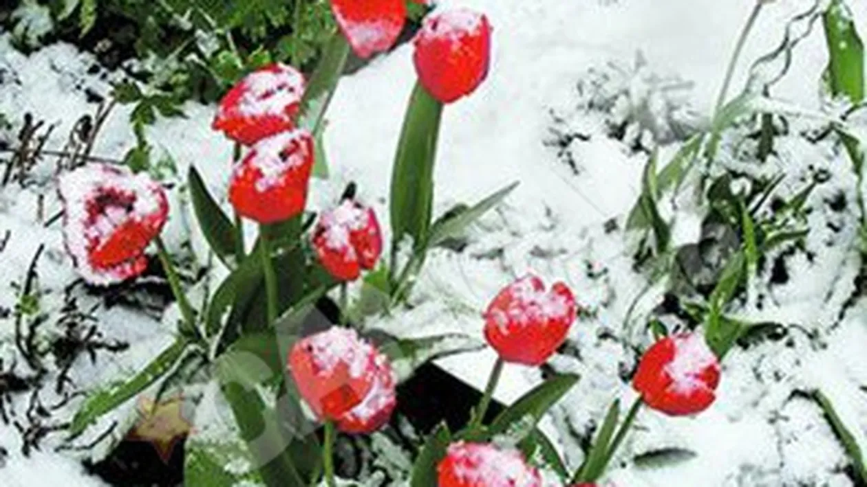 Zapada a acoperit lalelele si florile de visin
