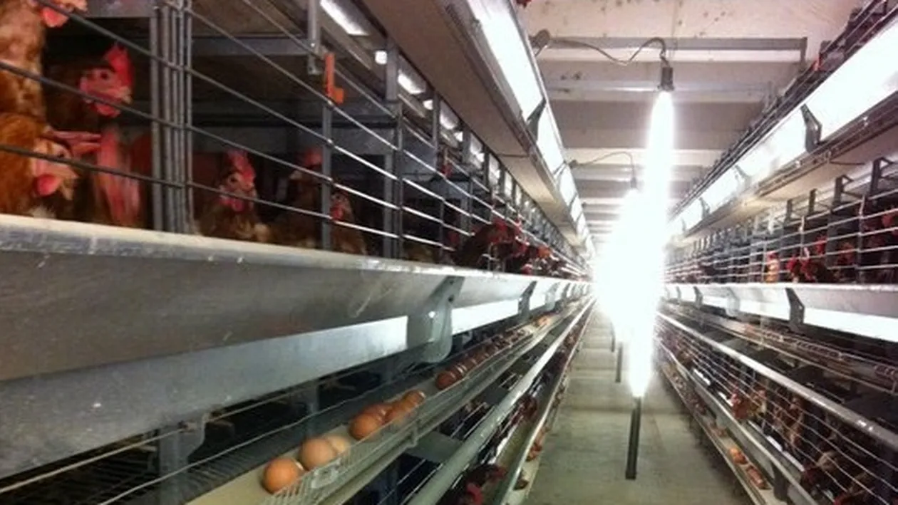 Virusul gripei aviare, la o fermă din Maramureș. Aproape 20.000 de păsări au fost sacrificate