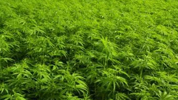 Un iesean ascundea un kilogram de cannabis in casa!