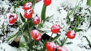 Zapada a acoperit lalelele si florile de visin