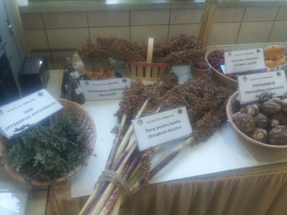 Cercetătorii au apelat la culturi exotice pentru a valorifica solul nisipos din zonă