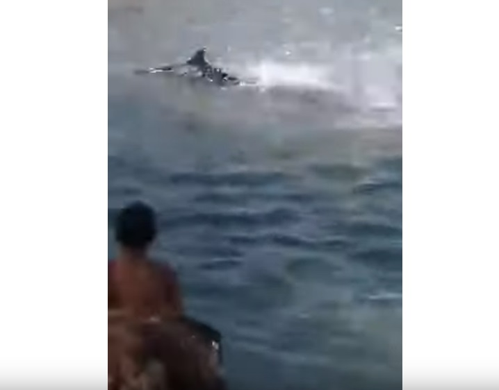 Scene revoltătoare pe o plajă cunoscută din Grecia. Mai mulți turişti au fost filmaţi în timp ce omorau un peşte-spadă cu pietre