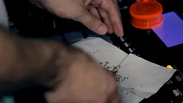 Sisu nu se invata minte! Ruleaza jointuri chiar si in ultimul clip