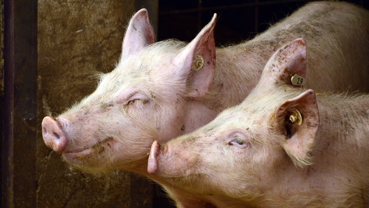 Carnea de porc, mai scumpă decât anul trecut! Cât costă acum un kilogram de carne