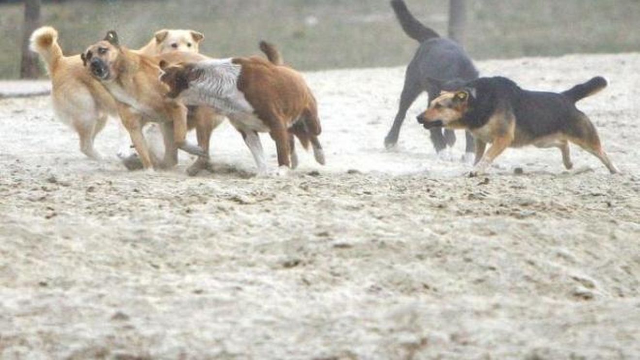 O fetiţă de opt ani, desfigurată de maidanezi! A fost atacată în timp ce se întorcea de la şcoală