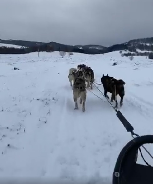 Câinii trag la sanie în Maramureș, ca la Polul Nord