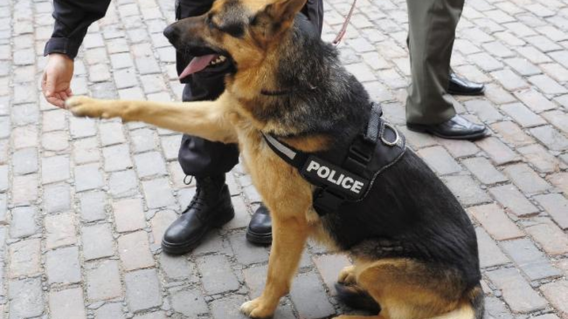 Incredibil! Suspectul a muşcat...câinele poliţist! Cum s-a petrecut grozăvia!