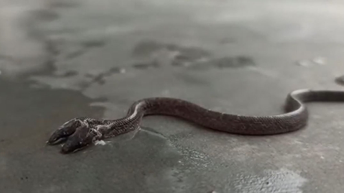 Nu e trucaj! Filmare inedită cu șarpele cu 2 capete. Specie foarte rară de reptilă a fost descoperită în India, iar unii oameni cred că prevestește ceva rău | VIDEO