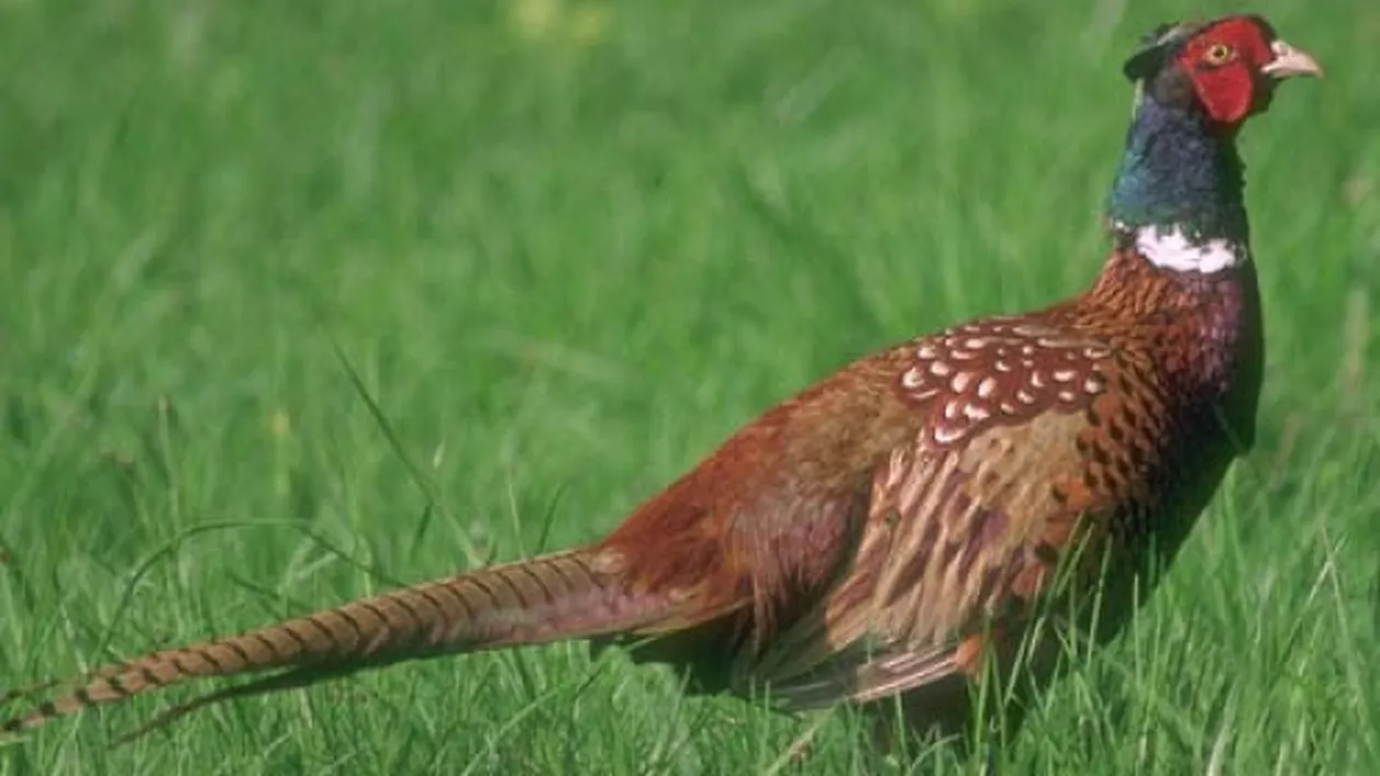 Accident grav la Timiş, provocat de un fazan. Patru persoane sunt rănite, iar traficul rutier este blocat!
