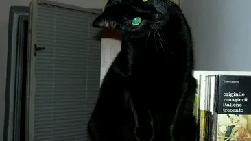 Emotionanta poveste a pisicutei Zuzu! Fiul poetului Adrian Paunescu i-a gasit stapan pe Facebook, dupa moartea mamei sale!