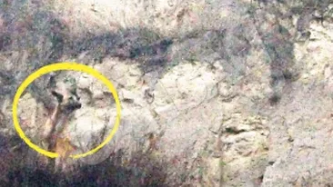 VIDEO Animalul era inghetat si flamand! Un caine blocat pe stanca, salvat de alpinisti