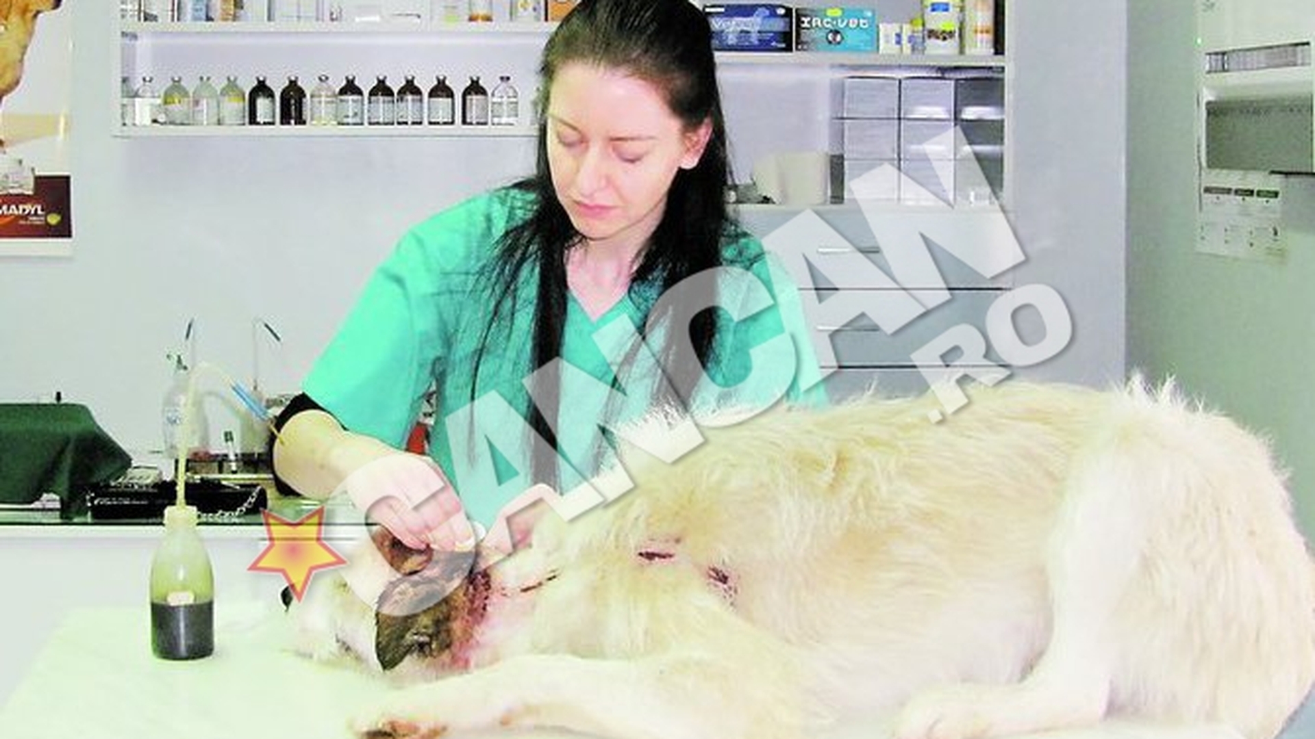 Englezoaica Ruth Osborne lucreaza voluntar la o clinica veterinara. A plecat din Anglia sa munceasca gratis in Craiova