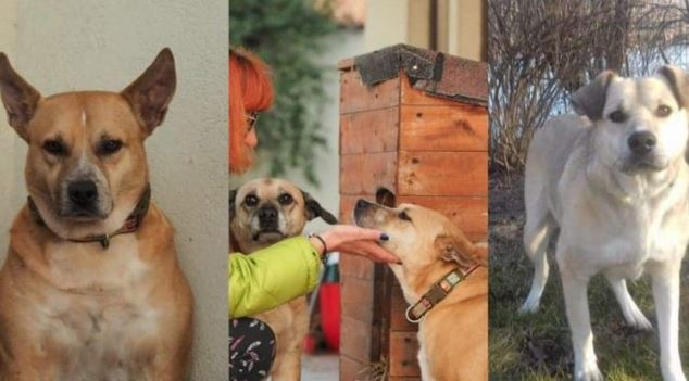 Cățelușele Bonnie și Sissi fac terapie de reintegrare după șocul suferit în urma morții jurnalistei Cristina Țopescu © oradesibiu.ro