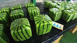 Pepeni pătrați? Fructele cub care au transformat agricultura într-o formă de artă