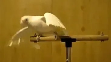 INCREDIBIL! Papagalul dubstep ia cu asalt internetul! Nu o sa iti vina sa crezi ce miscari are in el!