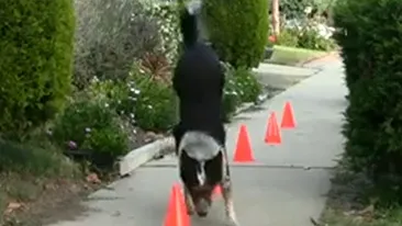 Vezi ce poate face unul dintre cei mai destepti caini din lume! Incredibil cât de inteligent poate să fie