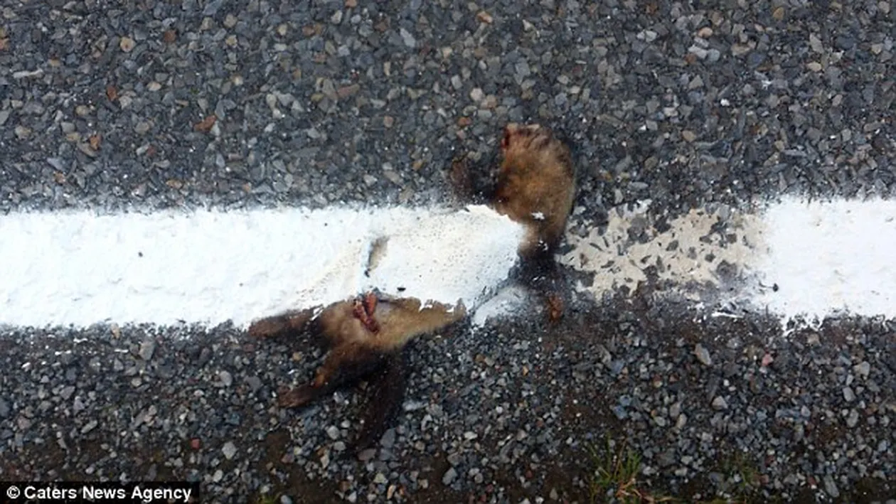 Gestul INCREDIBIL făcut de un muncitor! A ajuns de râsul lumii după ce imaginile astea au ajuns pe internet