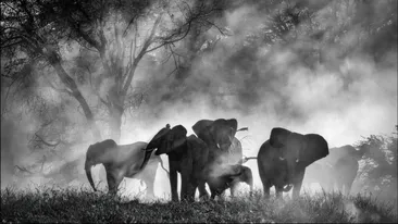 Misterul elefanților „fantomă din Africa! După decenii de legende, au fost în sfârșit găsiți