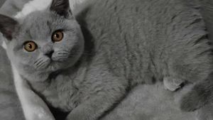 Prețul animalelor de companie e explodat în România. Cu cât se vinde pe OLX o pisică British Shorthair