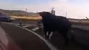 Imagini de cosmar! Uite ce se intampla cand un taur nervos scapa pe autostrada!