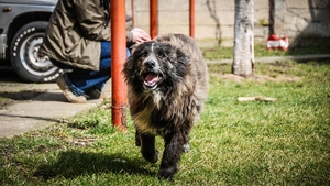 Un bărbat, condamnat la închisoare cu executare pentru că a omorât un câine!
