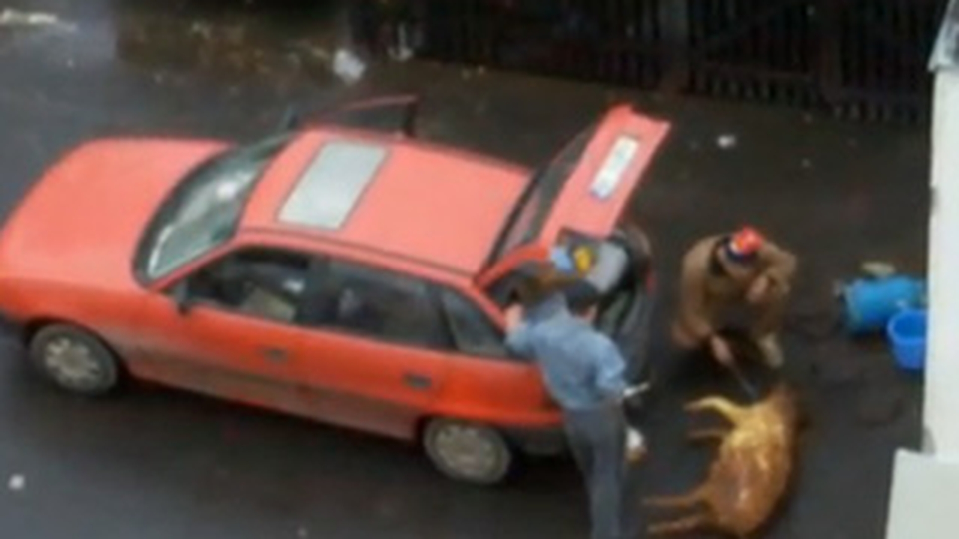 VIDEO Taranul de oras e cel mai prost animal! Doi barbati taie porcul si-l parlesc in spatele blocului, langa portbagajul masinii din care duduie muzica populara