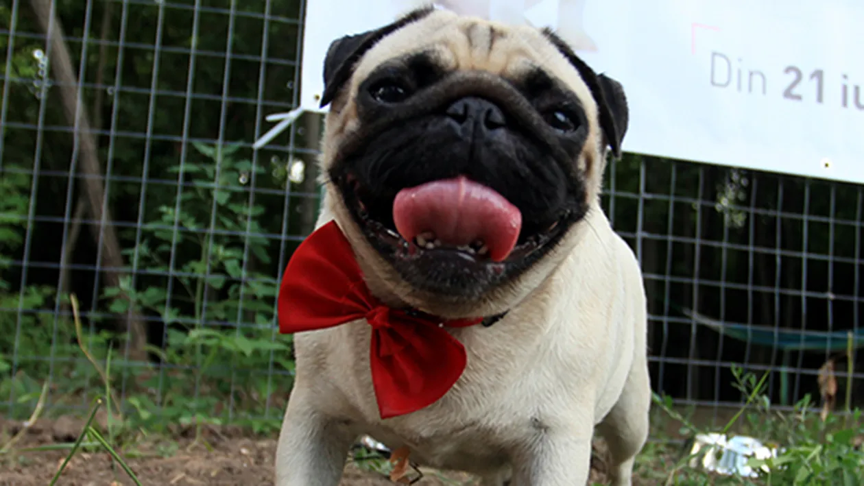 Cei mai fitosi caini din Capitala si-au demonstrat abilitatile in cadrul unui eveniment special! Uite la ce probe au fost supusi