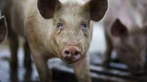 Cadavrele unor porci masacrati au fost gasite pe un camp din Braila!