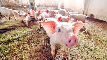 Cât costă, de fapt, să crești un porc în România, acum, în 2023. Acesta este calculul complet