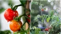 Cum să faci acasă cel mai bun fertilizator natural pentru roșii. Are aceleași proprietăți precum cele din comerț, dar e mai ieftin și sigur