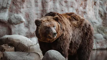 Familie din Galați, la un pas de tragedie. Au dat nas în nas cu 3 urși în Slănic Moldova. Ce s-a întâmplat când...