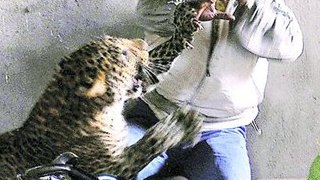 Indian scalpat de un leopard