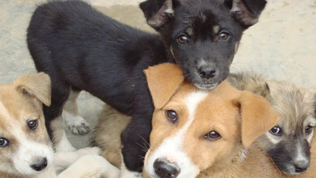 O altă vedetă a luat atitudine: a adoptat un maidanez: Va fi şefa de santier si paznicul nostru de încredere