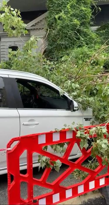 Furtuna a făcut prăpăd în București! Un copac a fost doborât în Sectorul 1 al Capitalei
