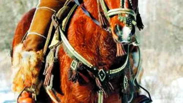 Macho-cazacul Putin!