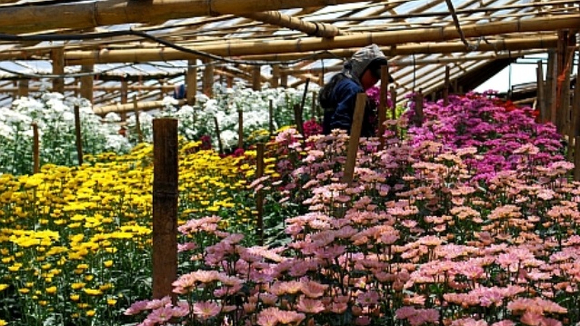 Destinul dramatic al floraresei care se pregatea sa intre in topul celor mai bogati romani! Plange ca va muri in saracie!