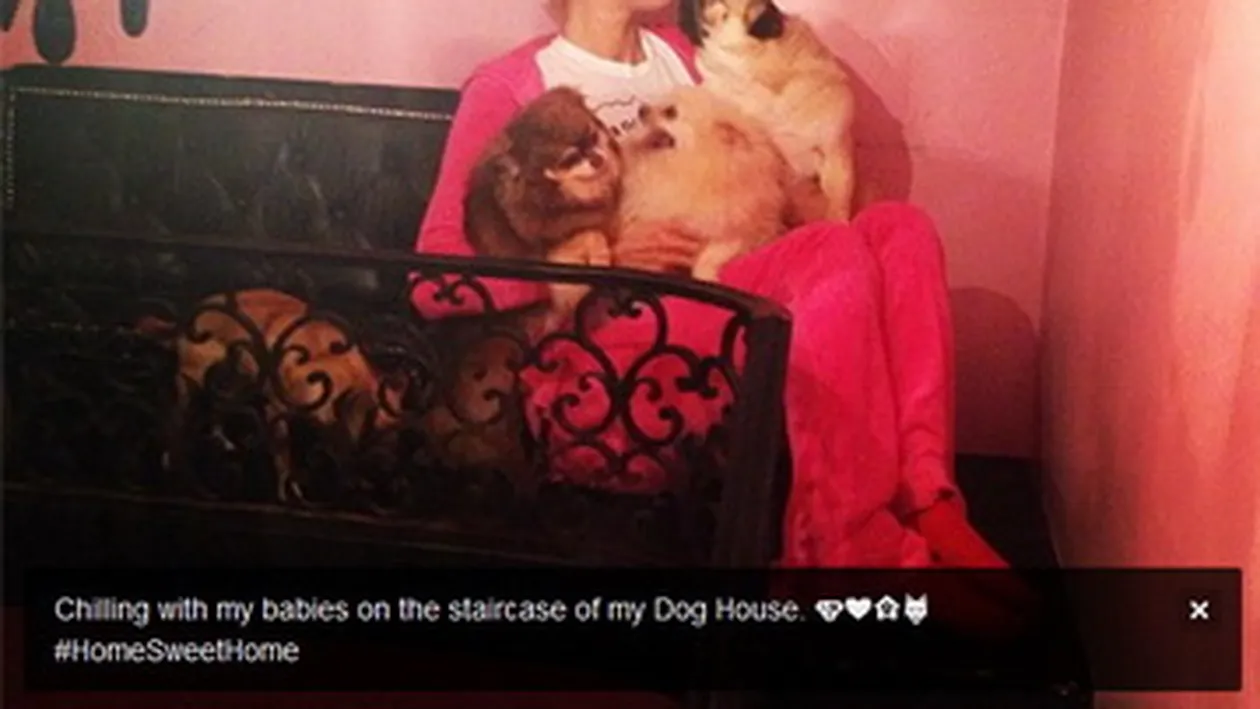 Vezi in ce lux traiesc cateii lui Paris Hilton! Sunt cele mai norocoase animale din lume!