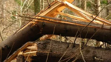 Soarta cruda! A murit strivit de un copac taiat de mai multe luni si lasat in cumpana!