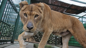Ursoaica lui Nutu Camataru, botezata la ZOO Bucov. Partenera lui Baloo va fi Udrea!