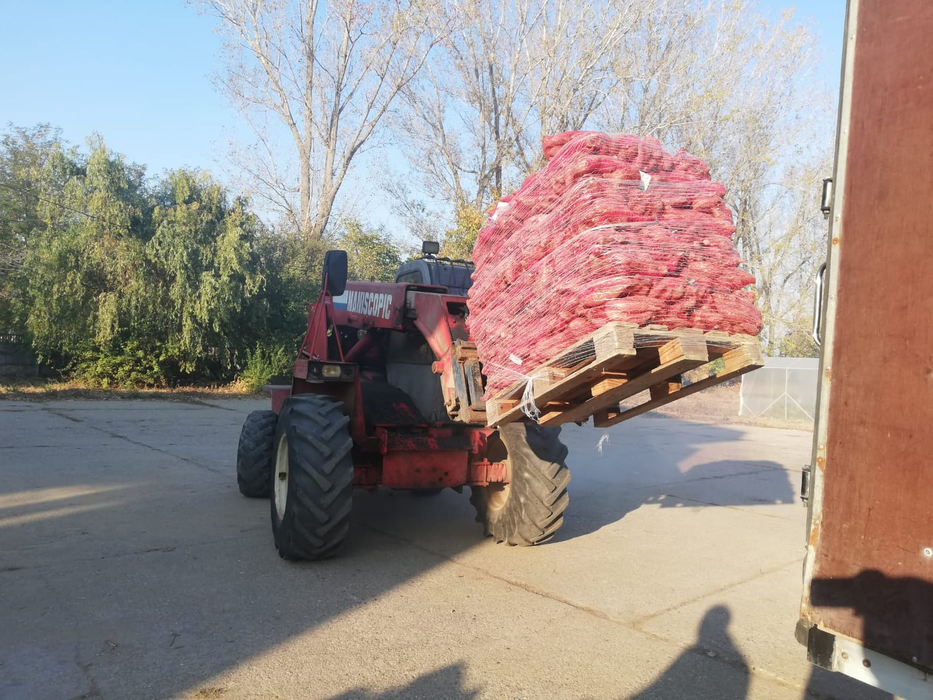 Institutul din Dăbuleni a dat lovitura cu cartofii dulci