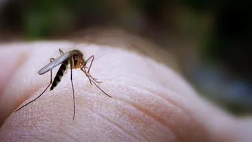 Cum poti sa scapi de cea mai mare neplacere a verii! Solutii eficiente ca sa tii TANTARII la distanta