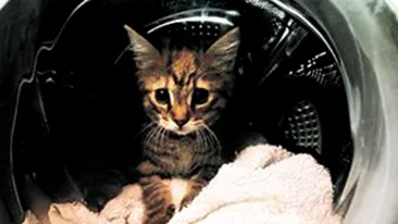 O printesa in masina de spalat