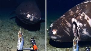 Descoperire ireală la 1.400 metri adâncime. Ce creatură terifiantă au găsit oamenii de știință în Groapa Tonga