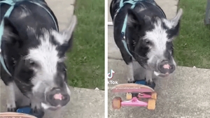 Nu e un banc! Cel mai neobișnuit record mondial, obținut de un…porc! Câți metri a mers pe skateboard