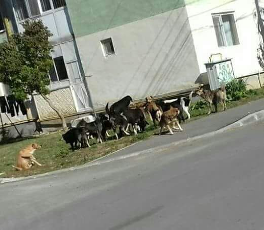 O vacă a mâncat scena Naşterii Domnului, amplasată pentru Crăciun de Primăria municipiului Moreni