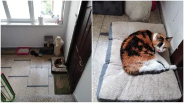 „Frumușica” și-a făcut „casă” din scara de bloc. Povestea virală a pisicii care și-a acceptat singurătatea, la 20 de ani