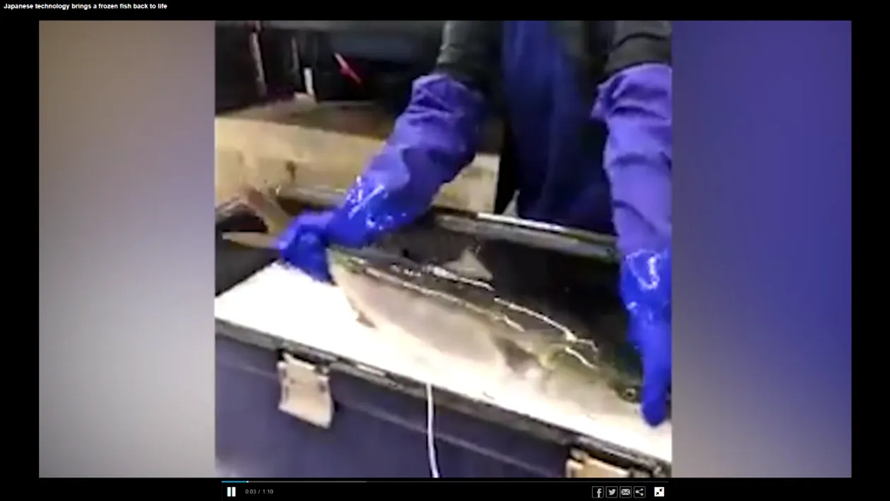 Un pește congelat a revenit la viață după ce a fost dezghețat. VIDEO halucinant